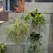 Schellevis groenwandelement 20x20x100 beplanting grijs