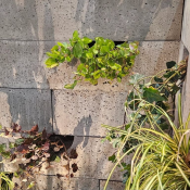 Schellevis groenwandelement 20x20x100 beplanting grijs